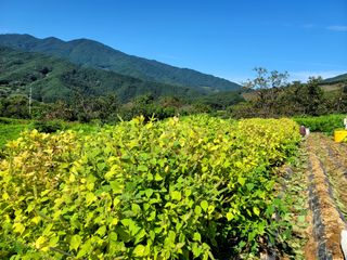 천지현황님의 10월 농사 성적 자랑하기 · 참여글 작성글 사진