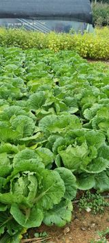 팜모닝 10월 농사 성적 자랑하기·참여글 게시글 이미지