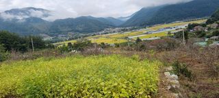 신효숙님의 10월 농사 성적 자랑하기 · 참여글 작성글 사진