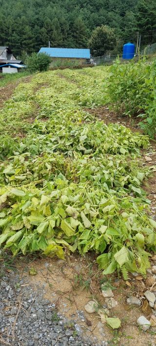 신효숙님의 10월 농사 성적 자랑하기 · 참여글 작성글 사진