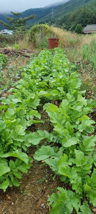 신효숙님의 10월 농사 성적 자랑하기 · 참여글 작성글 사진