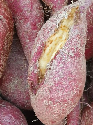 권병관님의 고구마 · 병해충상담 작성글 사진