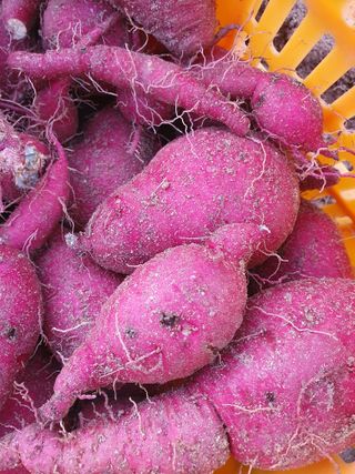 권병관님의 고구마 · 병해충상담 작성글 사진