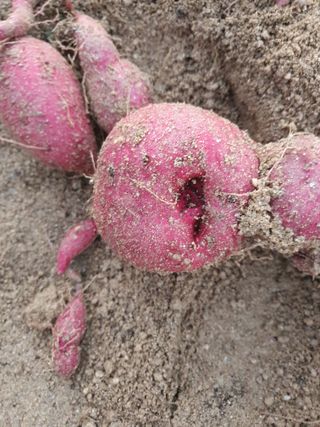 권병관님의 고구마 · 병해충상담 작성글 사진