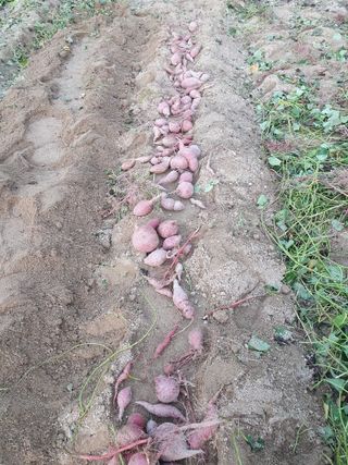 권병관님의 고구마 · 병해충상담 작성글 사진