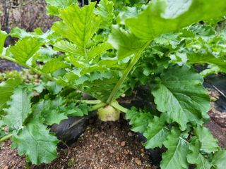 귀산촌님의 10월 농사 성적 자랑하기 · 참여글 작성글 사진