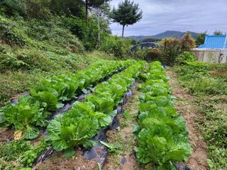 귀산촌님의 10월 농사 성적 자랑하기 · 참여글 작성글 사진