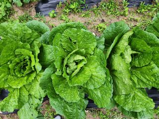 귀산촌님의 10월 농사 성적 자랑하기 · 참여글 작성글 사진