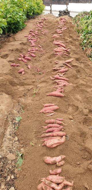 전명우님의 고구마 · 자유게시판 작성글 사진