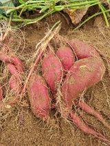 팜모닝 10월 농사 성적 자랑하기·참여글 게시글 이미지