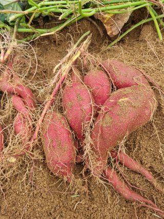 문막왕건로아침도시님의 10월 농사 성적 자랑하기 · 참여글 작성글 사진