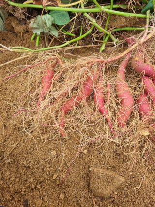 문막왕건로아침도시님의 10월 농사 성적 자랑하기 · 참여글 작성글 사진