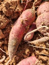 팜모닝 고구마·병해충상담 게시글 이미지