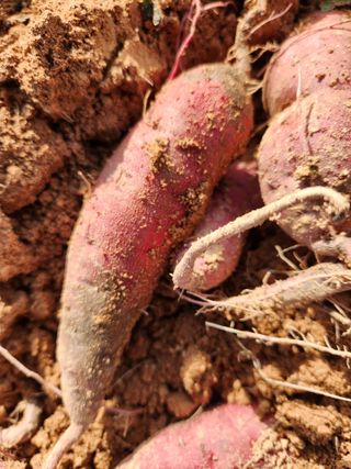 꿀맛이구마님의 고구마 · 병해충상담 작성글 사진
