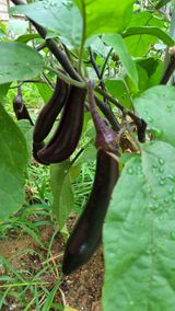 팜모닝 기타작물·병해충상담 게시글 이미지