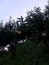 팜모닝 10월 농사 성적 자랑하기·참여글 게시글 이미지