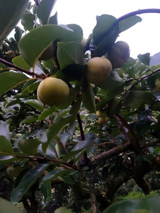 이양호님의 10월 농사 성적 자랑하기 · 참여글 작성글 사진