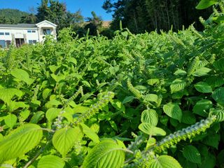 함영규님의 10월 농사 성적 자랑하기 · 참여글 작성글 사진