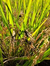 팜모닝 벼·병해충상담 게시글 이미지