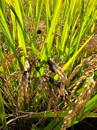 그얼굴그모습님의 벼 · 병해충상담 작성글 사진