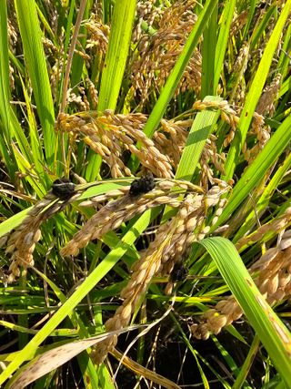 그얼굴그모습님의 벼 · 병해충상담 작성글 사진