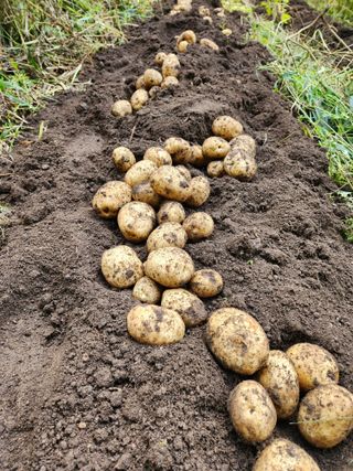 귀산촌님의 10월 농사 성적 자랑하기 · 참여글 작성글 사진