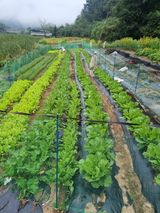 팜모닝 배추·파종•정식 게시글 이미지