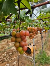 팜모닝 · 게시글 이미지