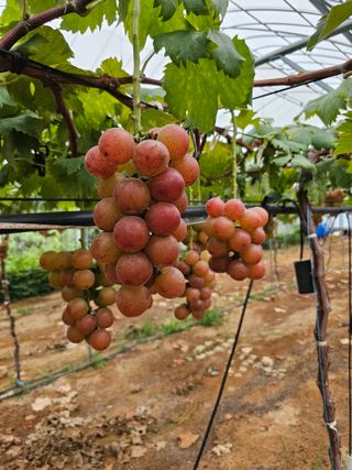 이재혁님의 작성글 사진
