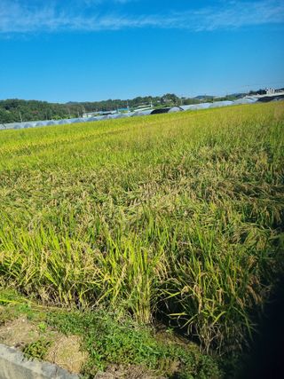 이규현님의 10월 농사 성적 자랑하기 · 참여글 작성글 사진