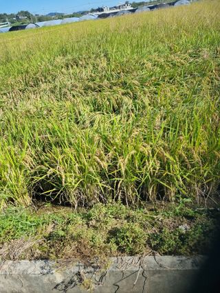 이규현님의 10월 농사 성적 자랑하기 · 참여글 작성글 사진