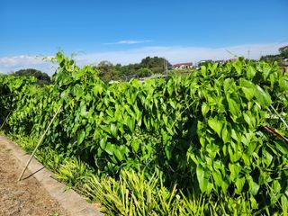 흰돌농원님의 10월 농사 성적 자랑하기 · 참여글 작성글 사진