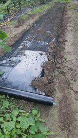 팜모닝 옥수수·영농일지 게시글 이미지