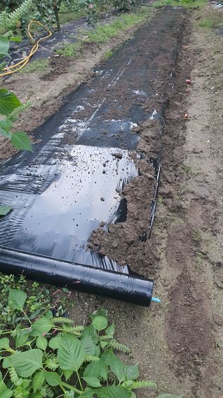 강혜원님의 옥수수 · 영농일지 작성글 사진