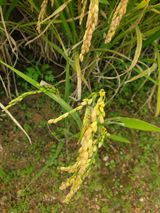 팜모닝 10월 농사 성적 자랑하기·참여글 게시글 이미지