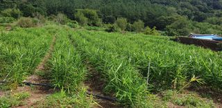 한광수님의 10월 농사 성적 자랑하기 · 참여글 작성글 사진