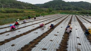 신도님의 마늘 · 영농일지 작성글 사진