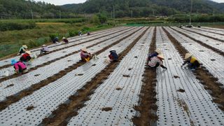 신도님의 마늘 · 영농일지 작성글 사진