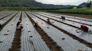 신도님의 마늘 · 영농일지 작성글 사진