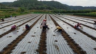 신도님의 마늘 · 영농일지 작성글 사진