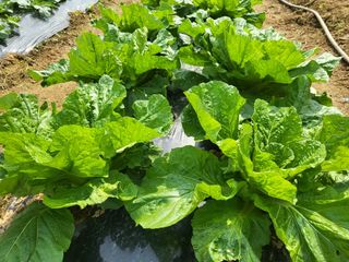 들꽃농장님의 10월 농사 성적 자랑하기 · 참여글 작성글 사진