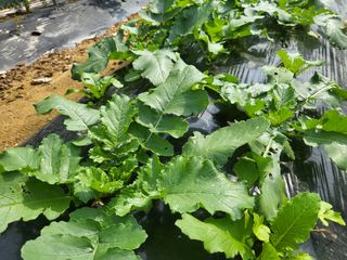 들꽃농장님의 10월 농사 성적 자랑하기 · 참여글 작성글 사진