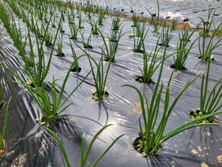 들꽃농장님의 10월 농사 성적 자랑하기 · 참여글 작성글 사진