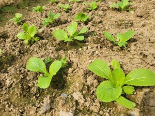 들꽃농장님의 10월 농사 성적 자랑하기 · 참여글 작성글 사진