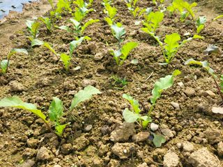 들꽃농장님의 10월 농사 성적 자랑하기 · 참여글 작성글 사진