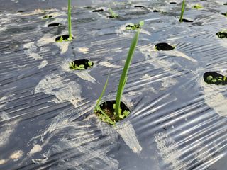 들꽃농장님의 10월 농사 성적 자랑하기 · 참여글 작성글 사진