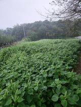 팜모닝 10월 농사 성적 자랑하기·참여글 게시글 이미지