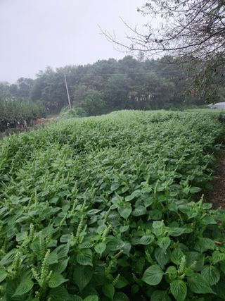 용민님의 10월 농사 성적 자랑하기 · 참여글 작성글 사진