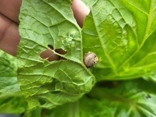 들꽃농장님의 배추 · 일상 작성글 사진