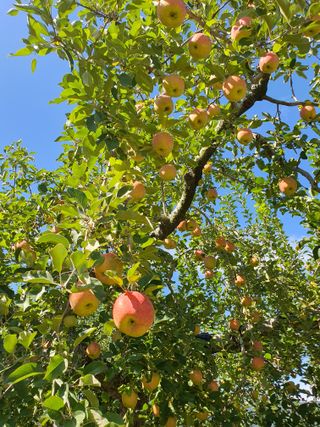 또바기사과(이훈희)님의 10월 농사 성적 자랑하기 · 참여글 작성글 사진